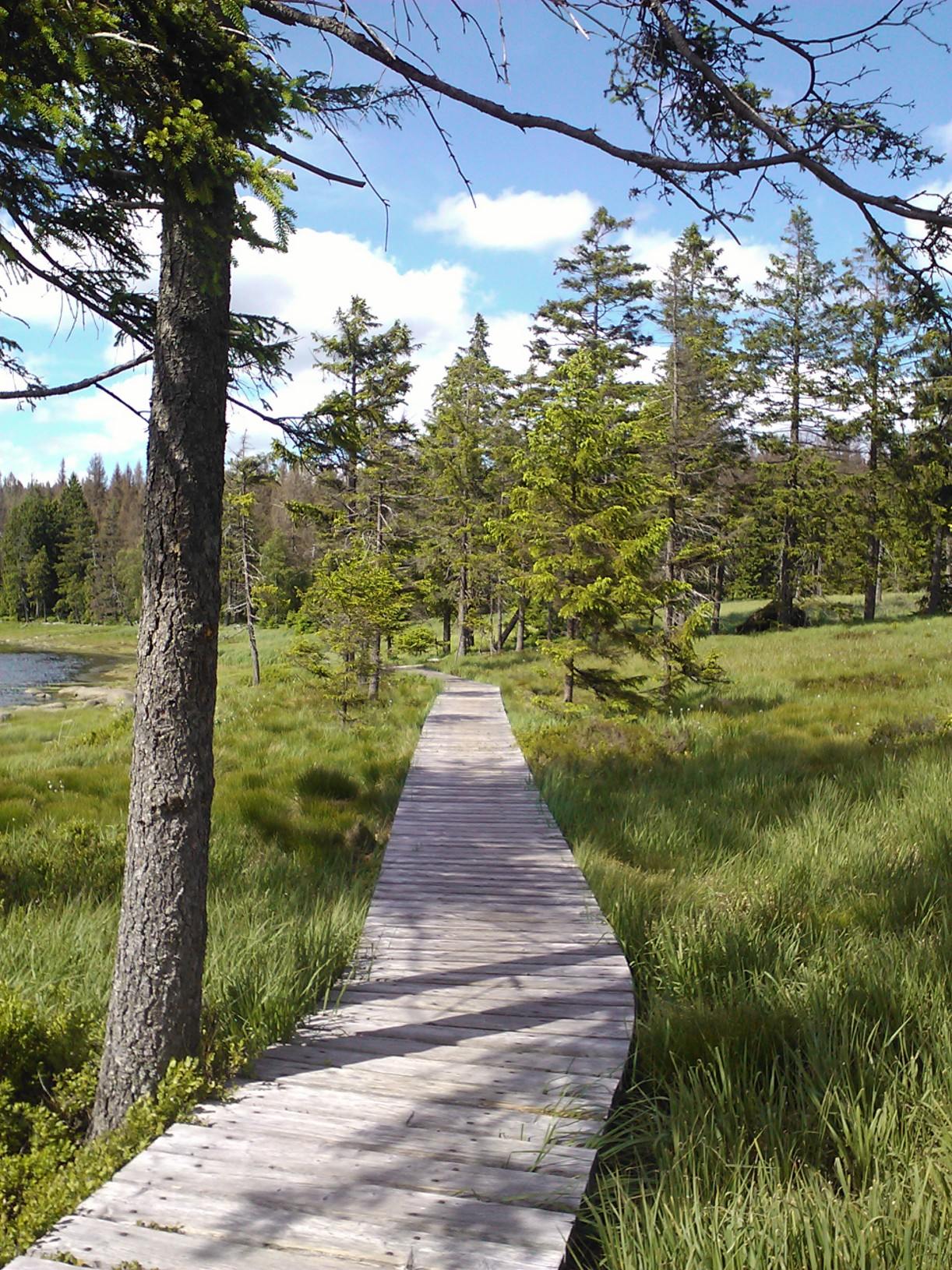 Waldweg im Harz als Symbol für Ruhe, Klarheit und neue Orientierung